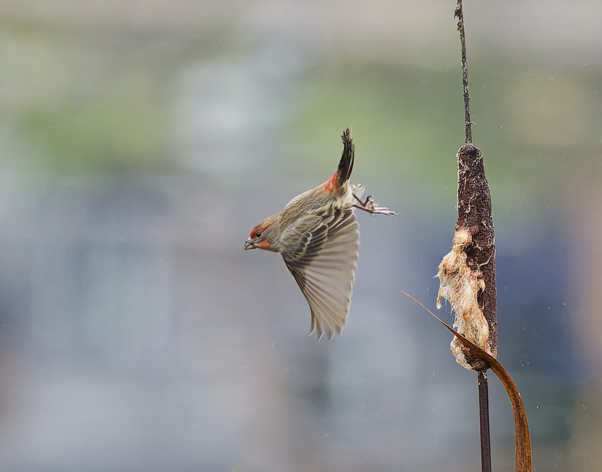 House Finch - ML646435513