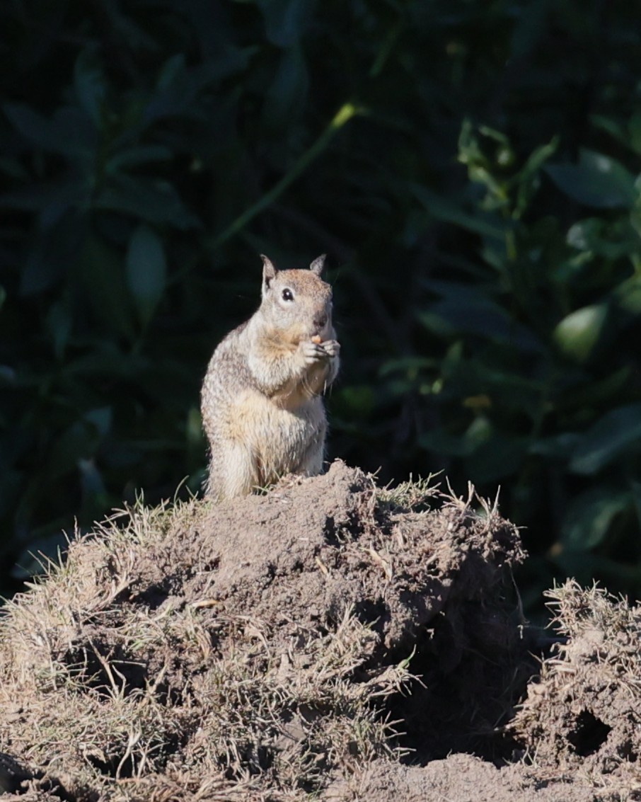 California Ground Squirrel - ML646435514