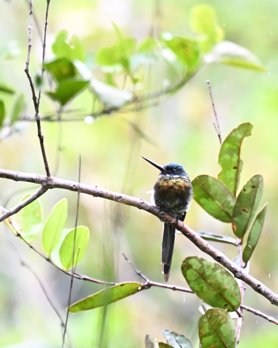 Bronzy Jacamar - ML646435519