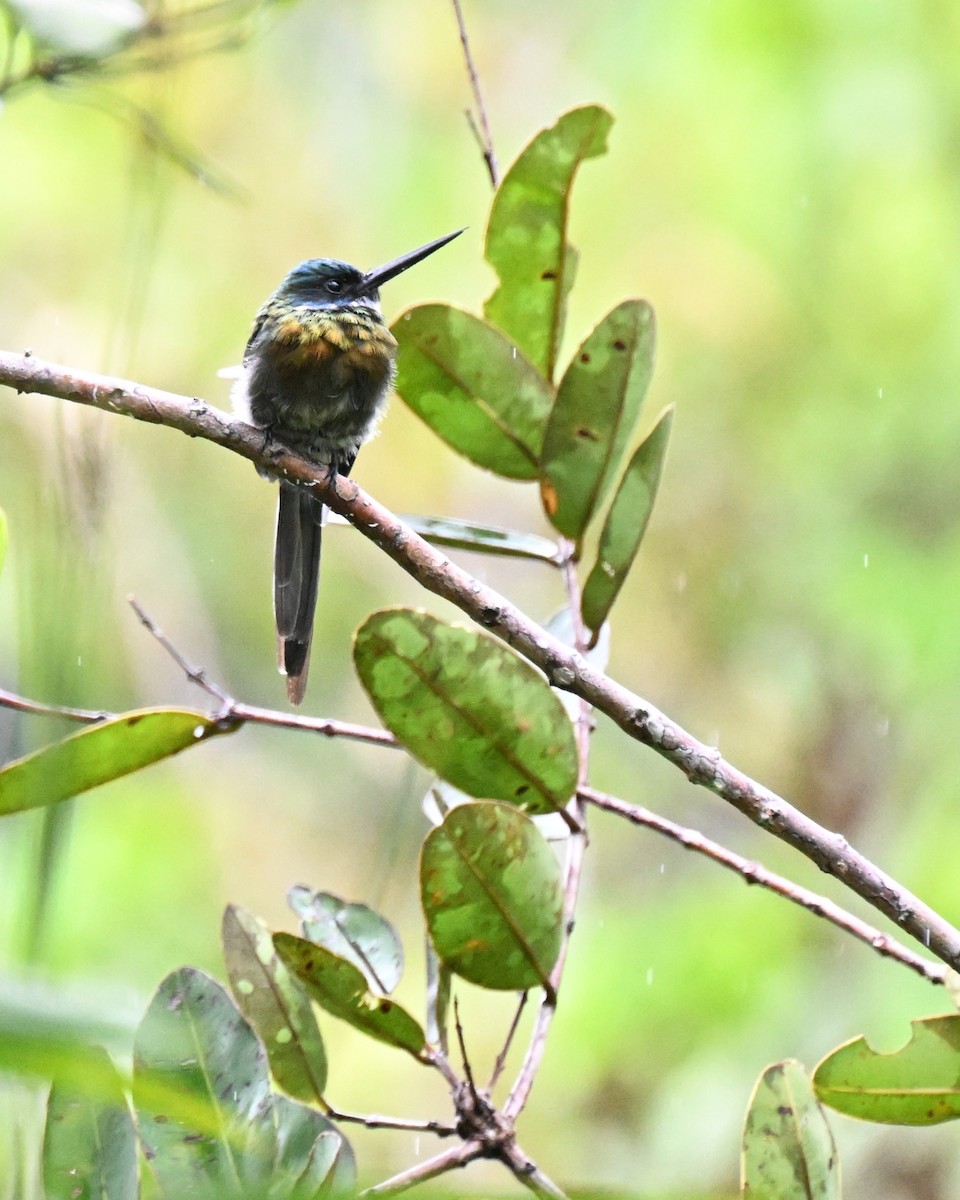 Bronzy Jacamar - ML646435520