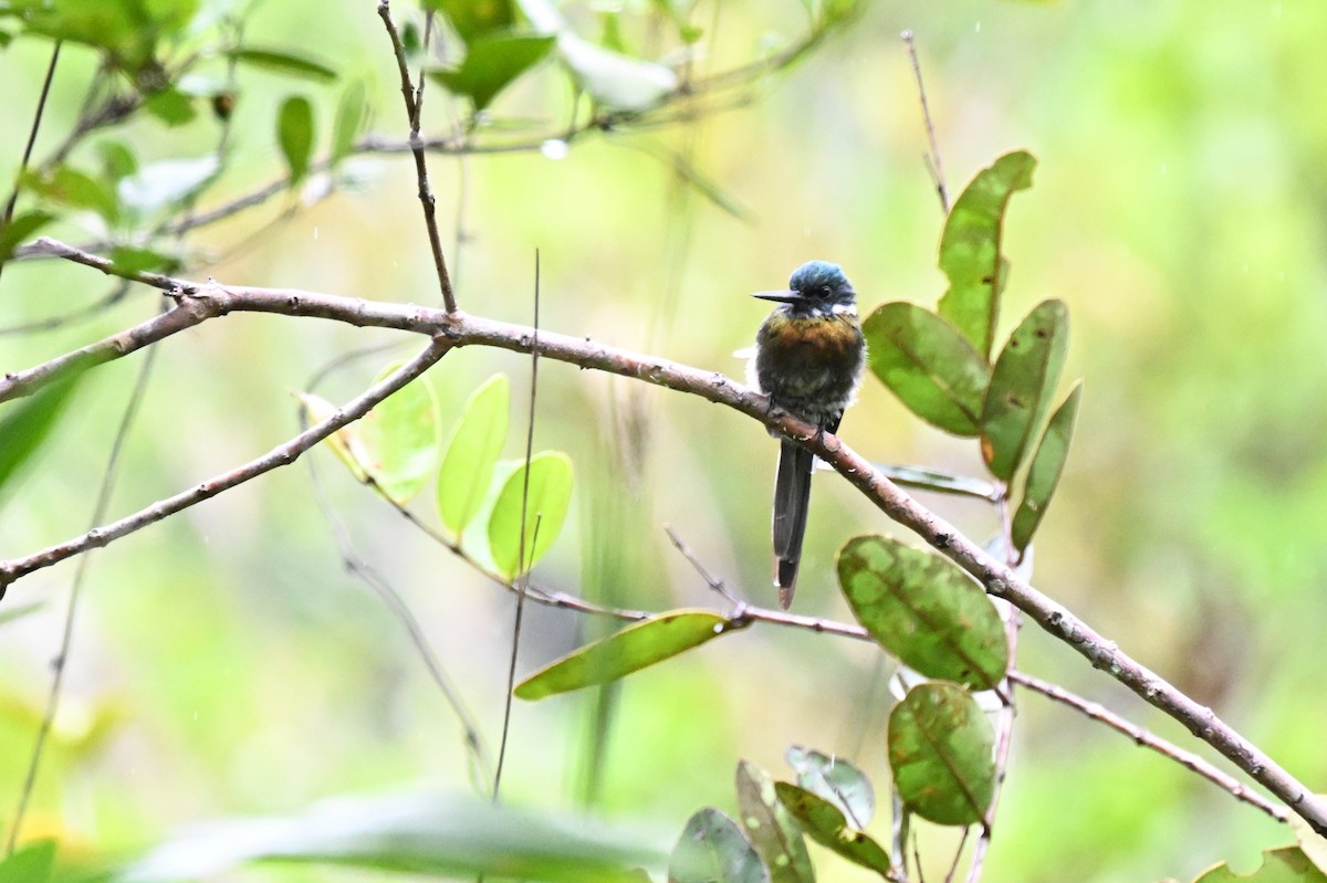 Bronzy Jacamar - ML646435521