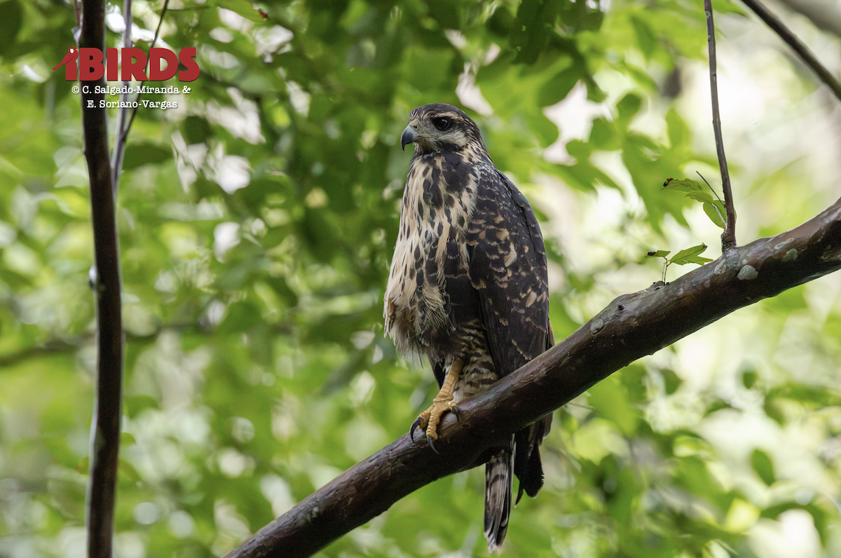 káně tmavá - ML646435523