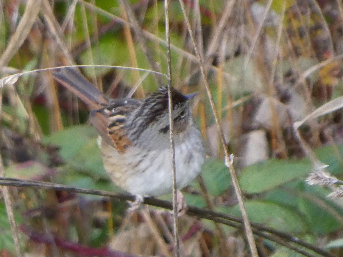 Swamp Sparrow - ML646435528