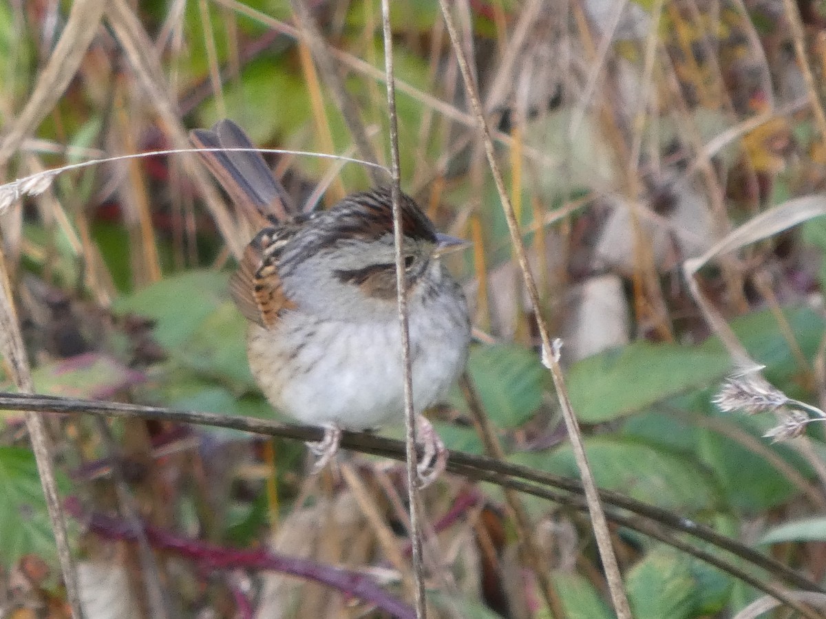 Swamp Sparrow - ML646435529