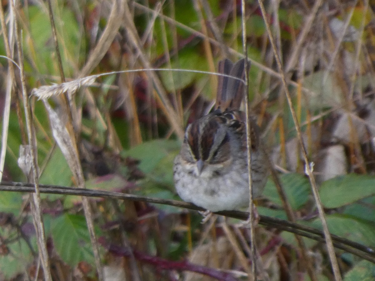 Swamp Sparrow - ML646435530