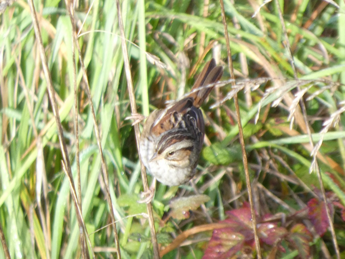 Swamp Sparrow - ML646435531