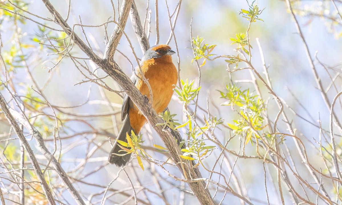 Cochabamba Mountain Finch - ML646435532