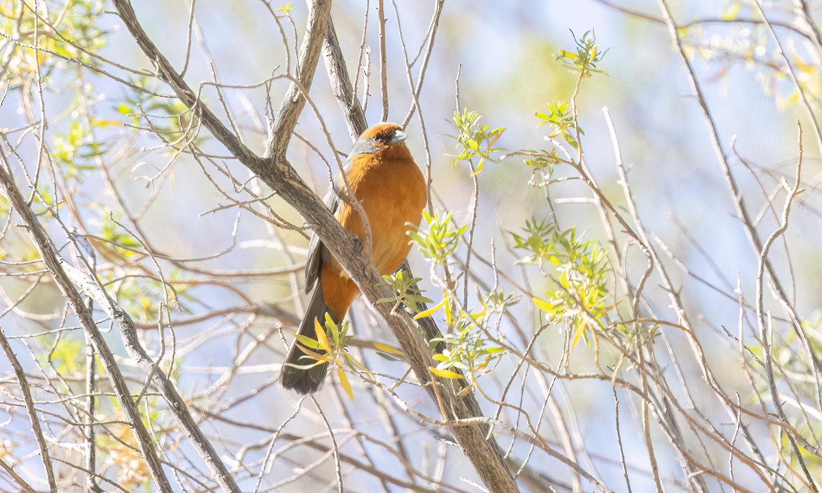Cochabamba Mountain Finch - ML646435533
