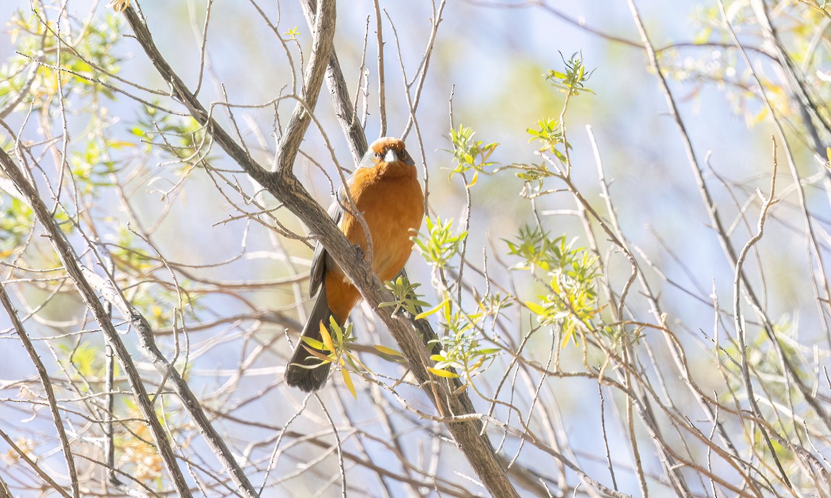 Cochabamba Mountain Finch - ML646435534