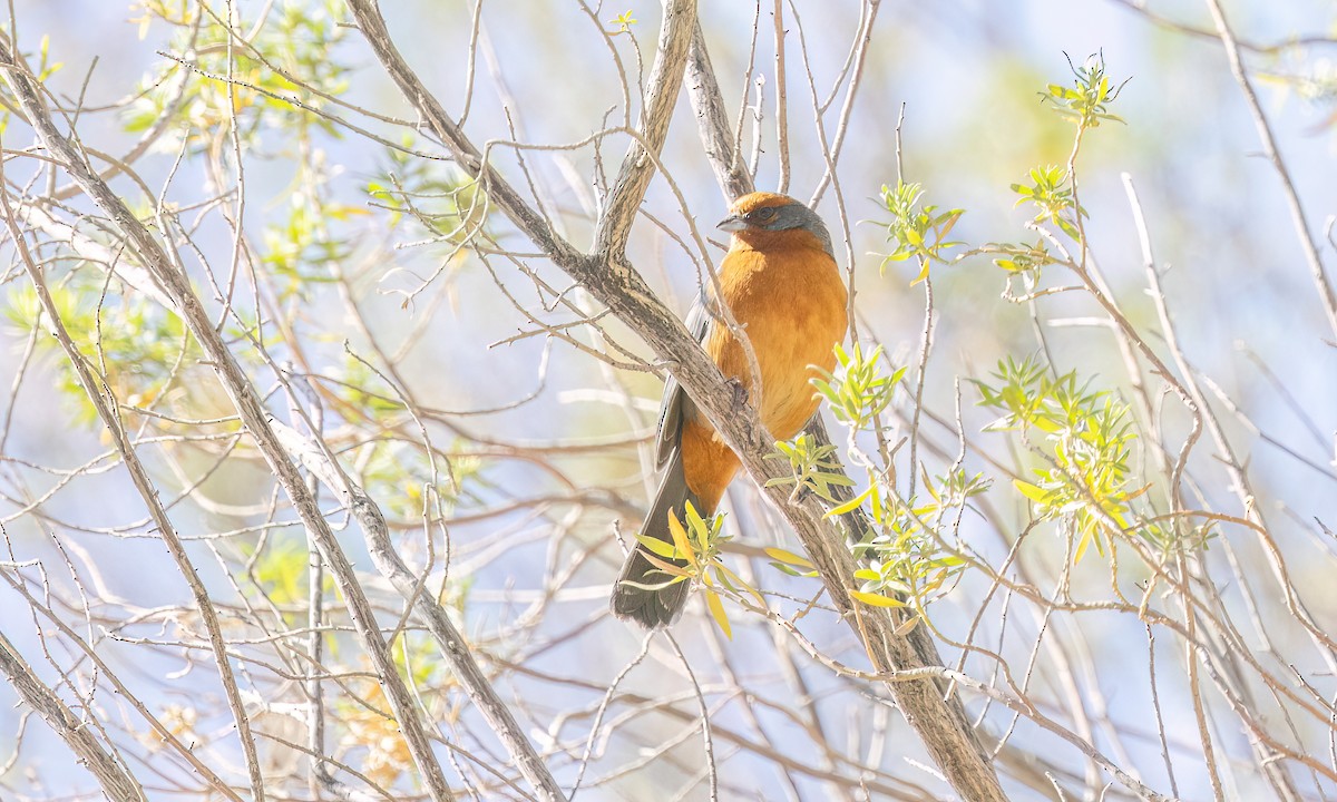 Cochabamba Mountain Finch - ML646435535