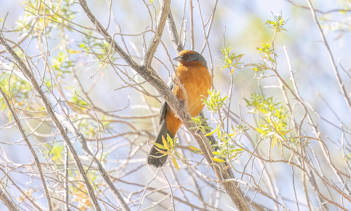 Cochabamba Mountain Finch - ML646435536