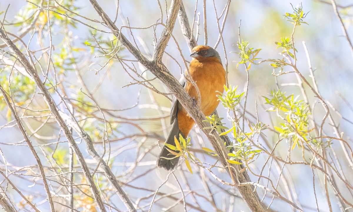 Cochabamba Mountain Finch - ML646435537