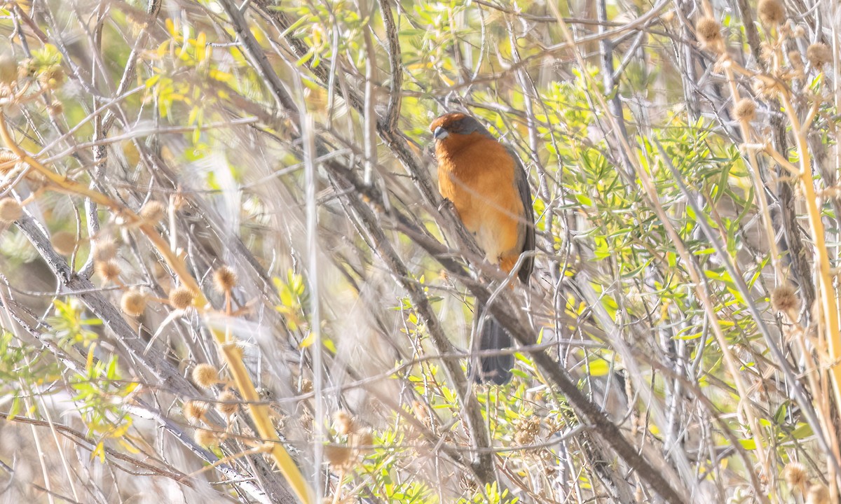 Cochabamba Mountain Finch - ML646435538