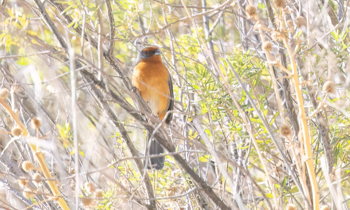 Cochabamba Mountain Finch - ML646435539