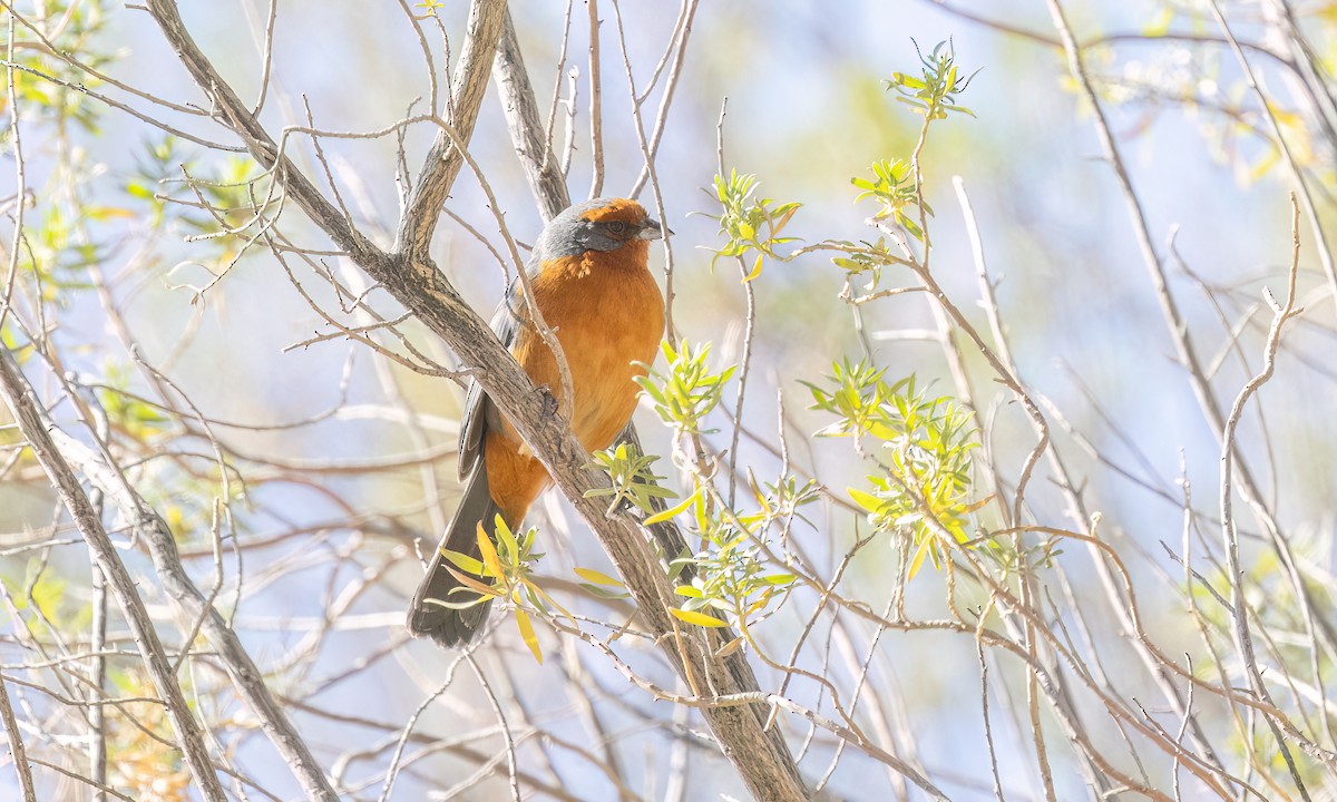 Cochabamba Mountain Finch - ML646435540