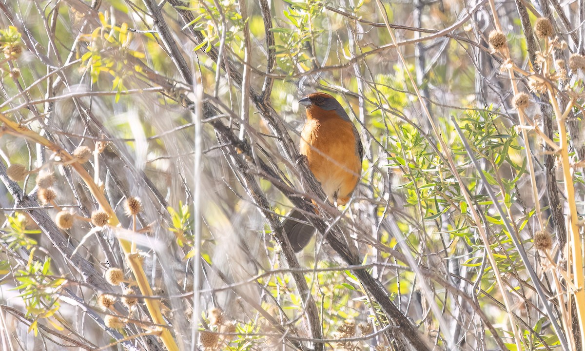 Cochabamba Mountain Finch - ML646435541