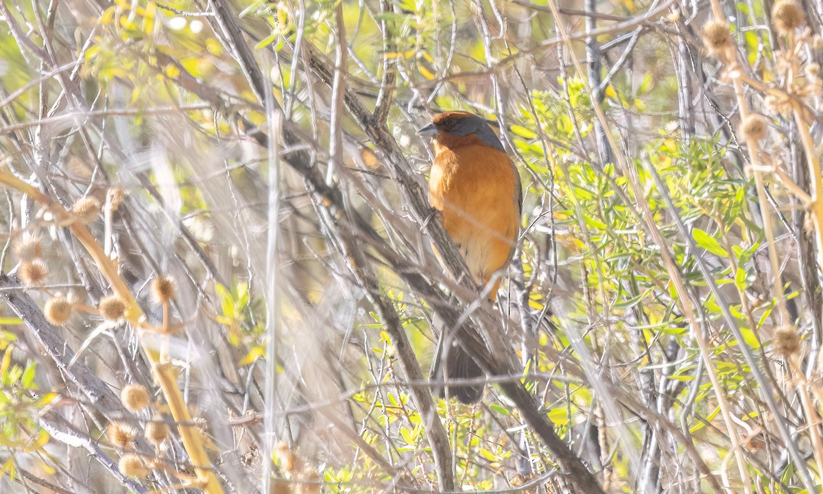 Cochabamba Mountain Finch - ML646435542