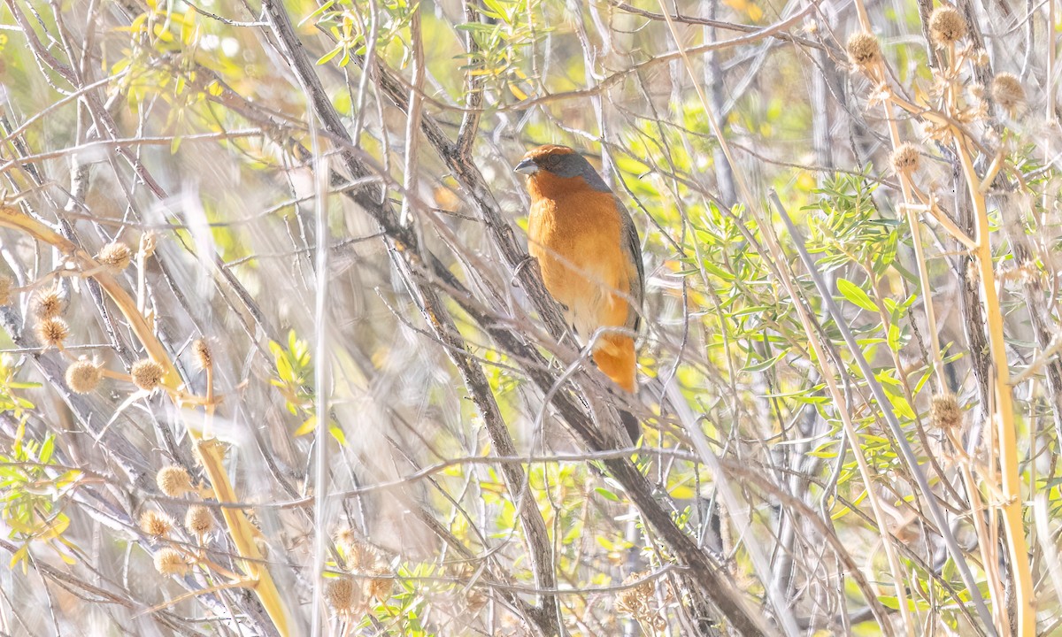 Cochabamba Mountain Finch - ML646435543