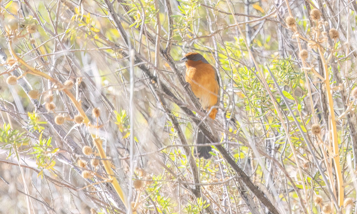 Cochabamba Mountain Finch - ML646435544