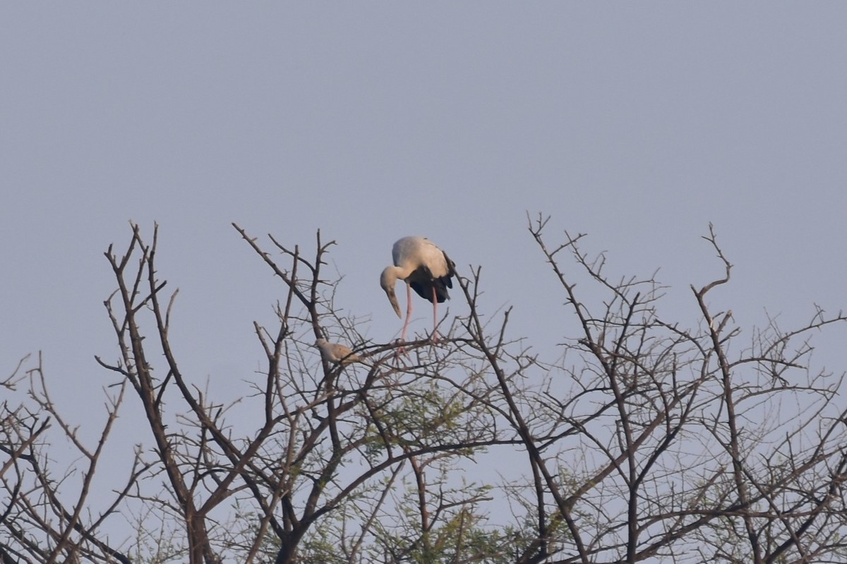 zejozob asijský - ML646435548