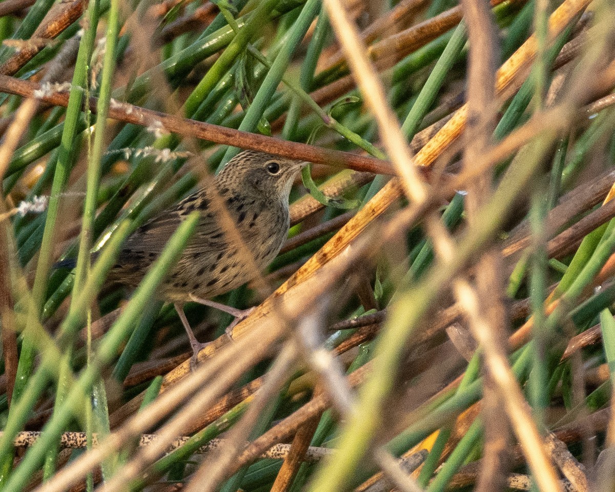 マキノセンニュウ - ML646435549