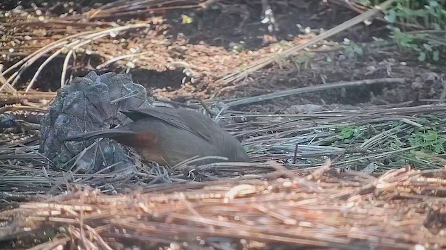 カリフォルニアムジトウヒチョウ - ML646435551
