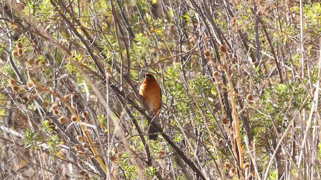 Cochabamba Mountain Finch - ML646435552