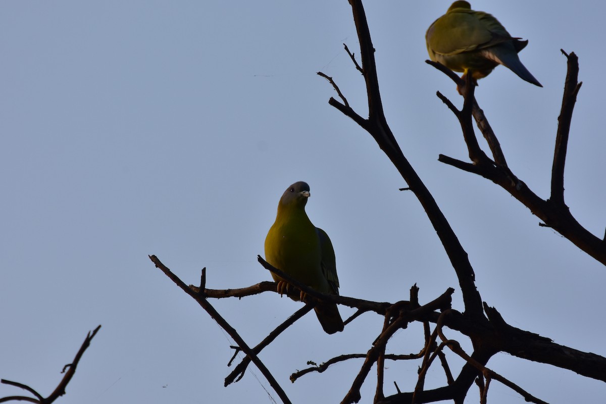 holub fialovoramenný - ML646435555