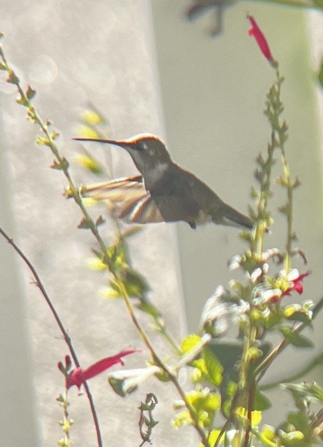Black-chinned Hummingbird - ML646435560
