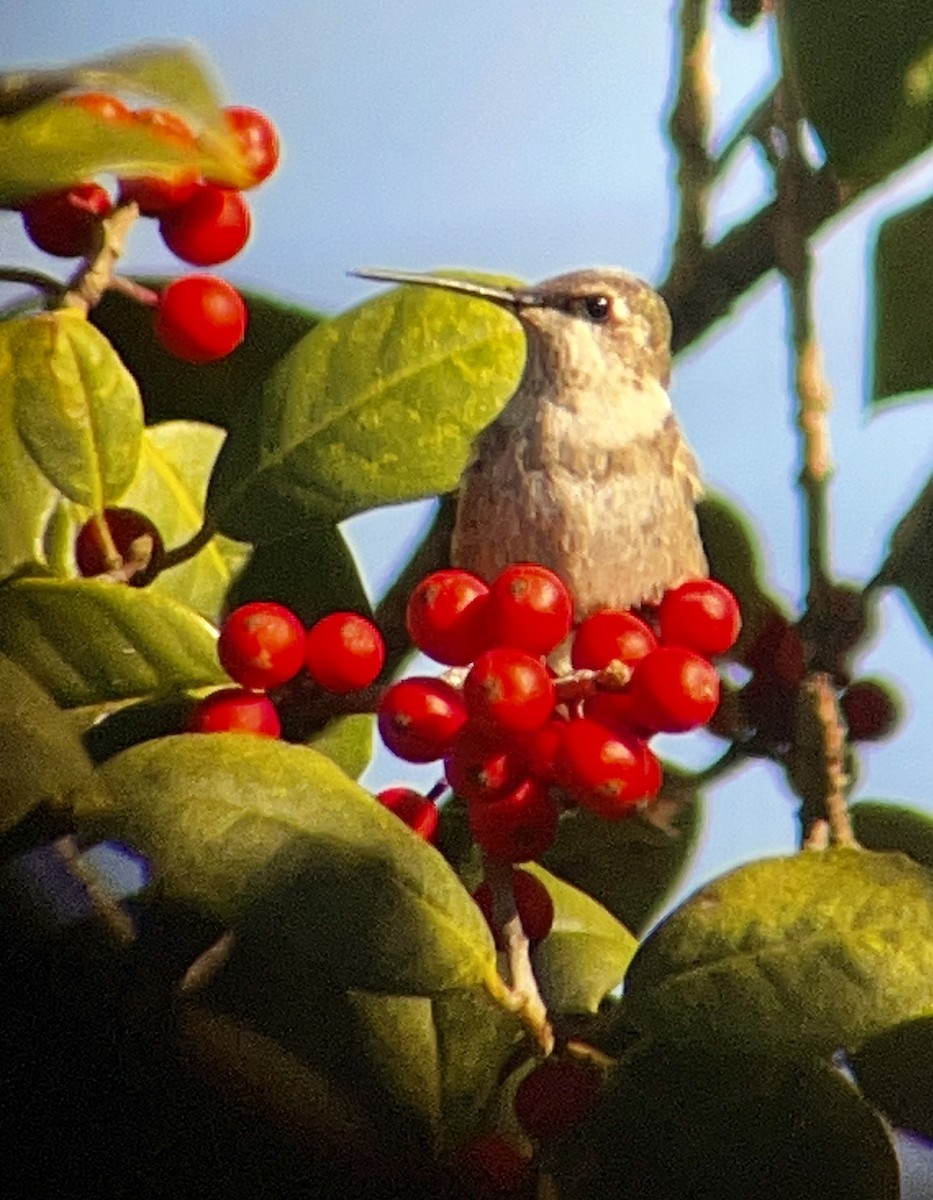 Black-chinned Hummingbird - ML646435561