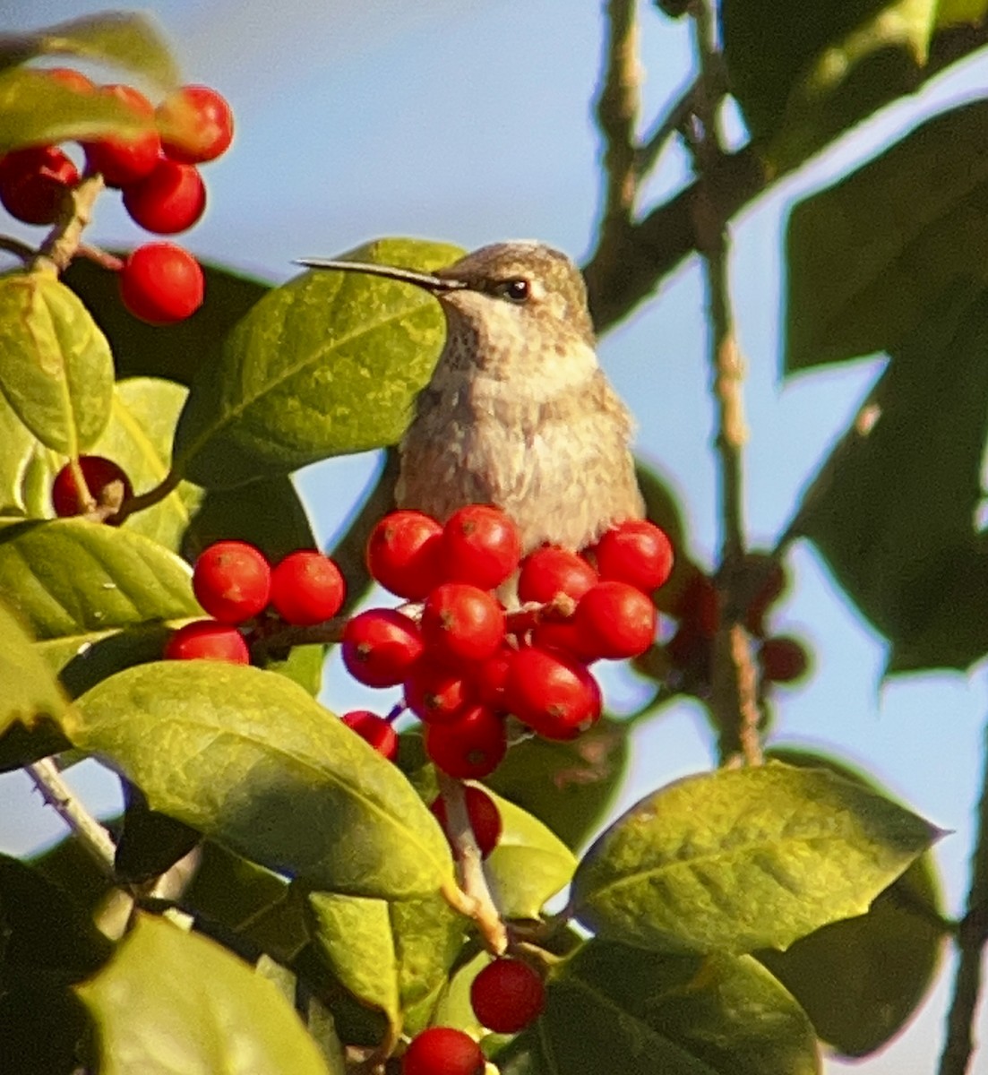 Black-chinned Hummingbird - ML646435562