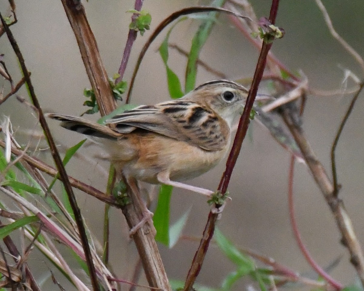 Zitting Cisticola - ML646435569