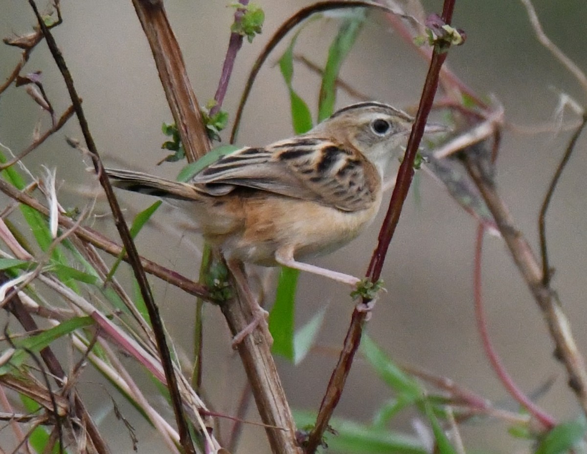 Yelpazekuyruk - ML646435571