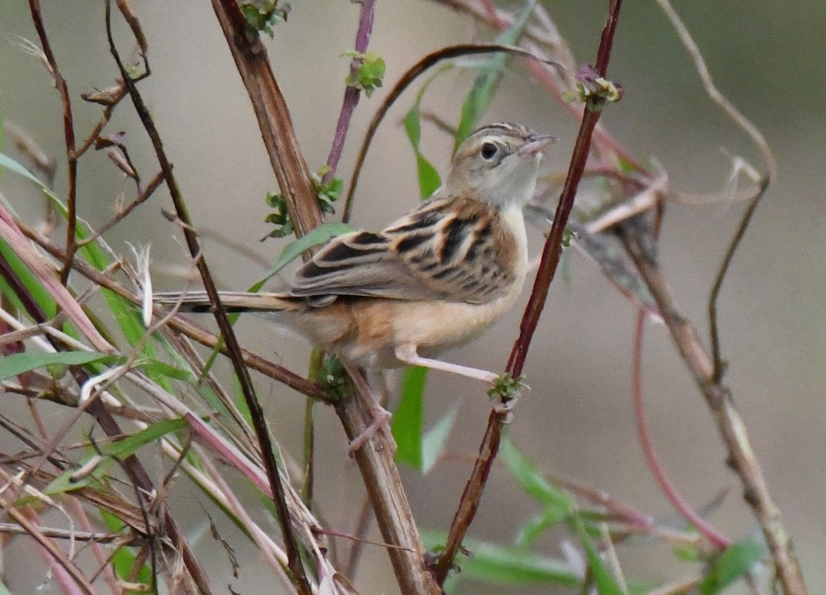 Yelpazekuyruk - ML646435572