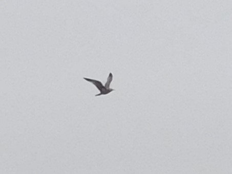 Larus sp. - ML646435575