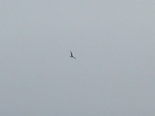 Larus sp. - ML646435576