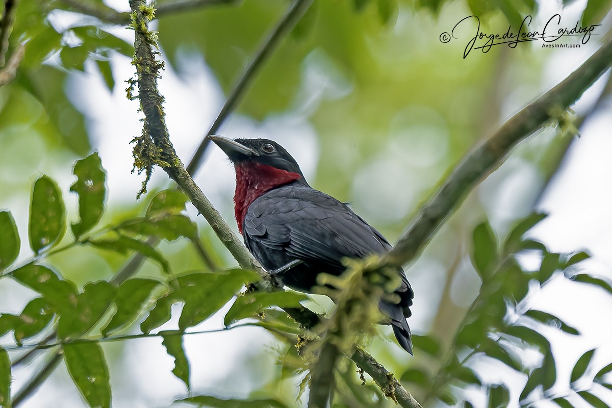 Purple-throated Fruitcrow - ML646435578