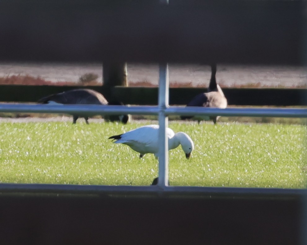 Snow Goose - ML646435582