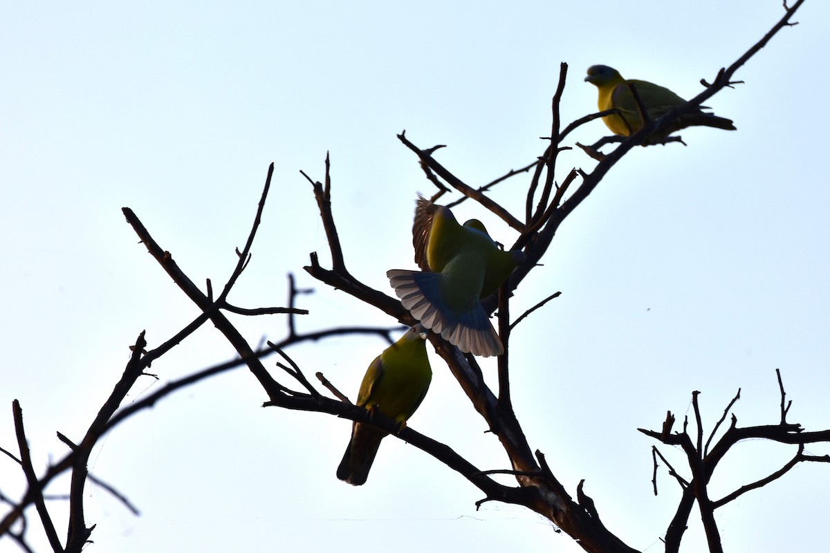 holub fialovoramenný - ML646435583