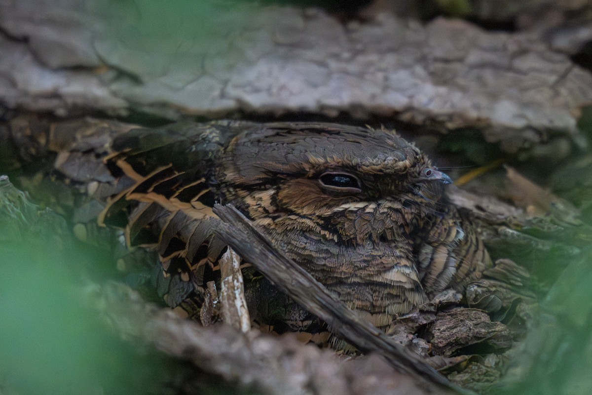 pauraquenattravn - ML646435584