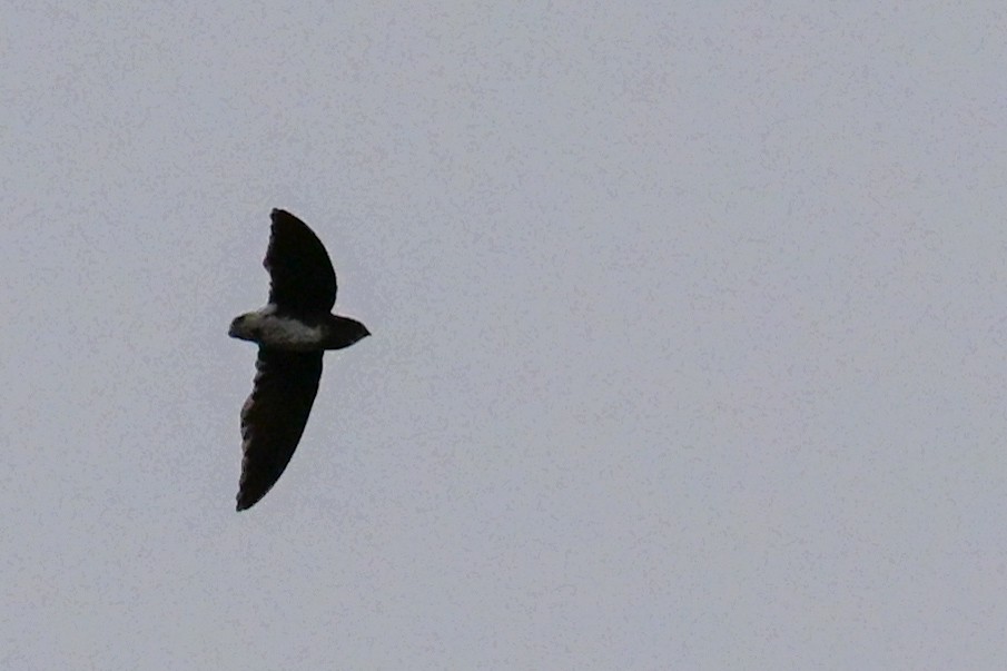 Голкохвіст ангольський - ML646435587