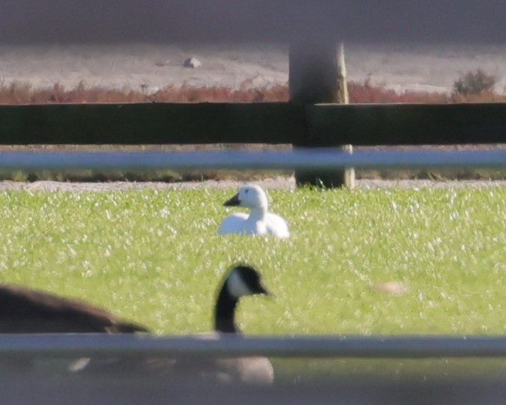 Snow Goose - ML646435593