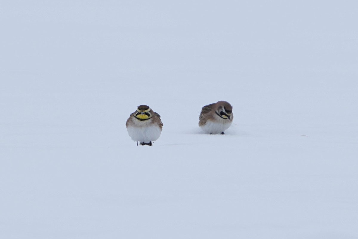 Horned Lark - ML646435594