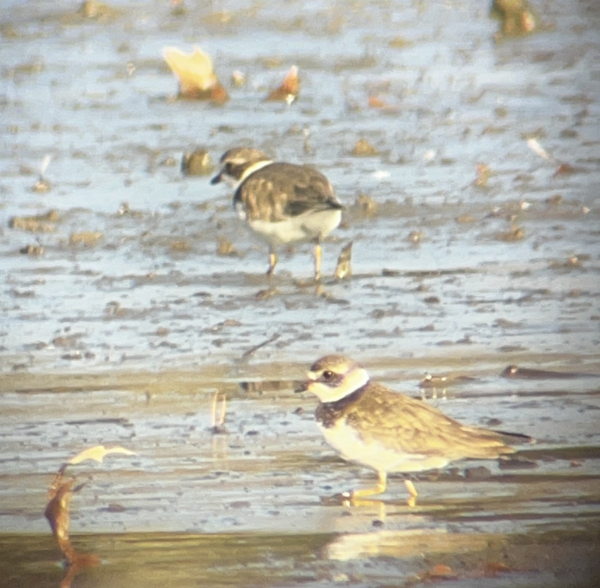 Semipalmated Plover - ML646435597