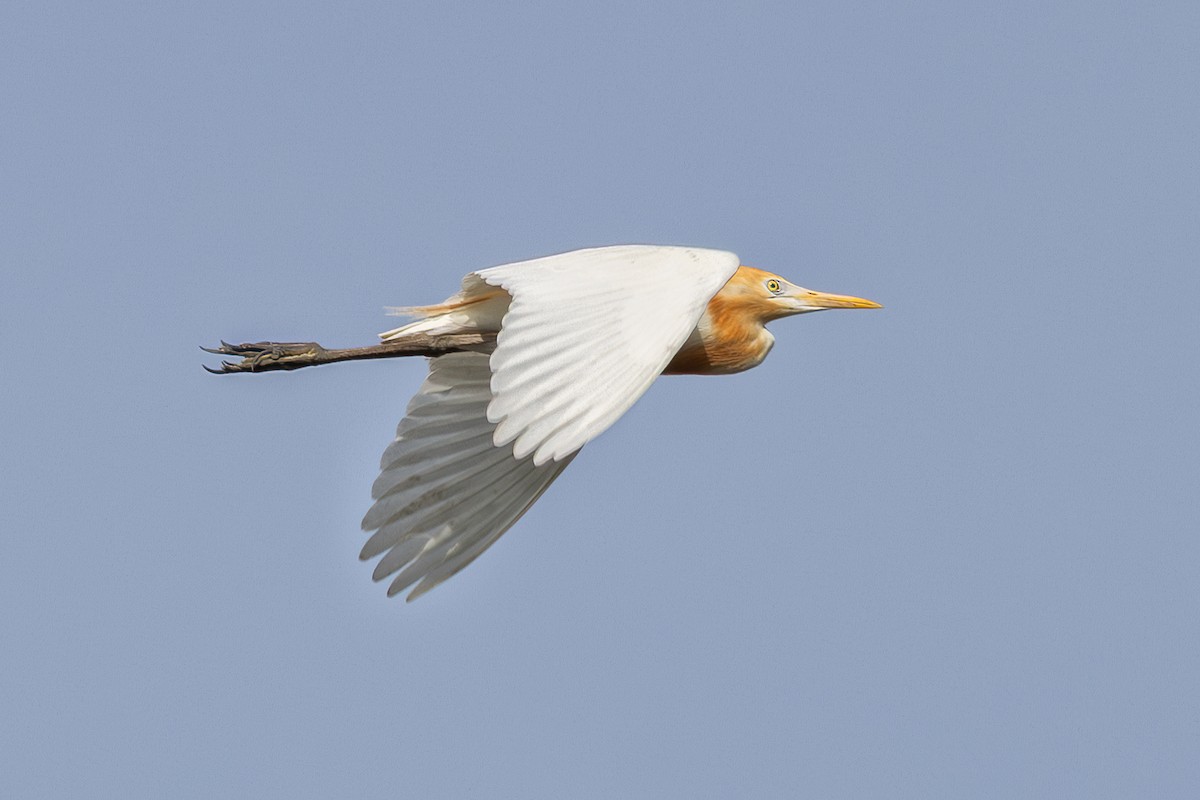 Eastern Cattle-Egret - ML646435600