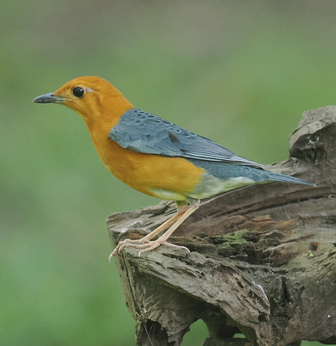 Grive à tête orange - ML646435601