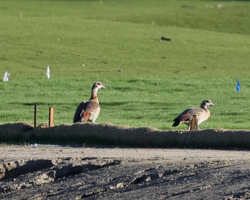 Egyptian Goose - ML646435602