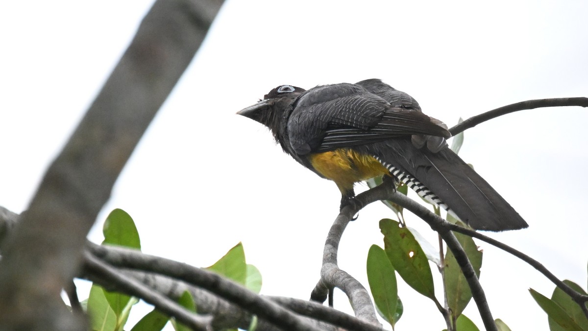Green-backed Trogon - ML646435603