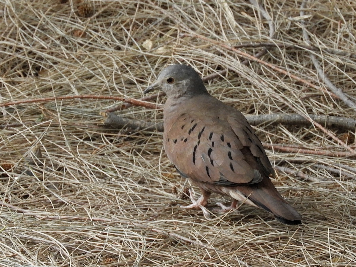 Ruddy Ground Dove - ML646435604
