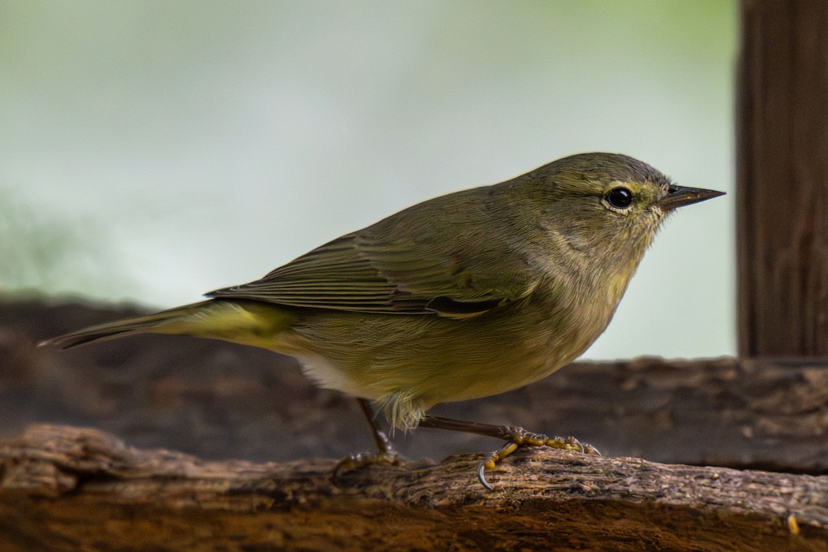 Orange-crowned Warbler - ML646435605